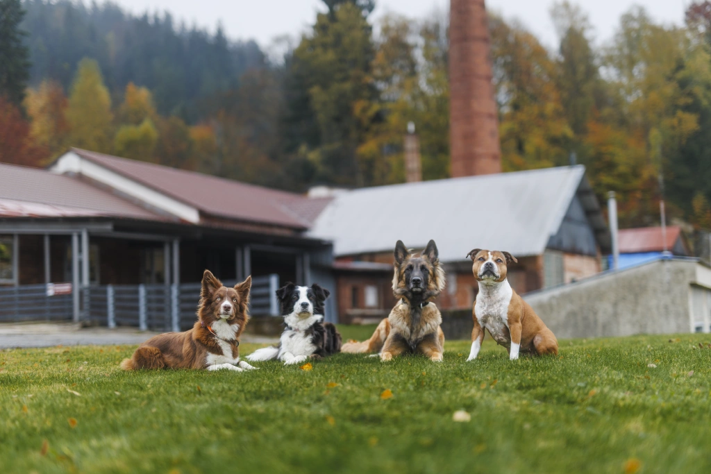 Loype Hub dogs
