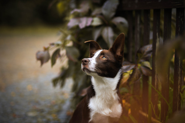 Koda