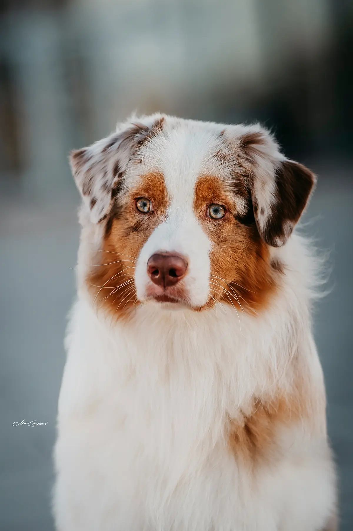 Clash Promised Treasure