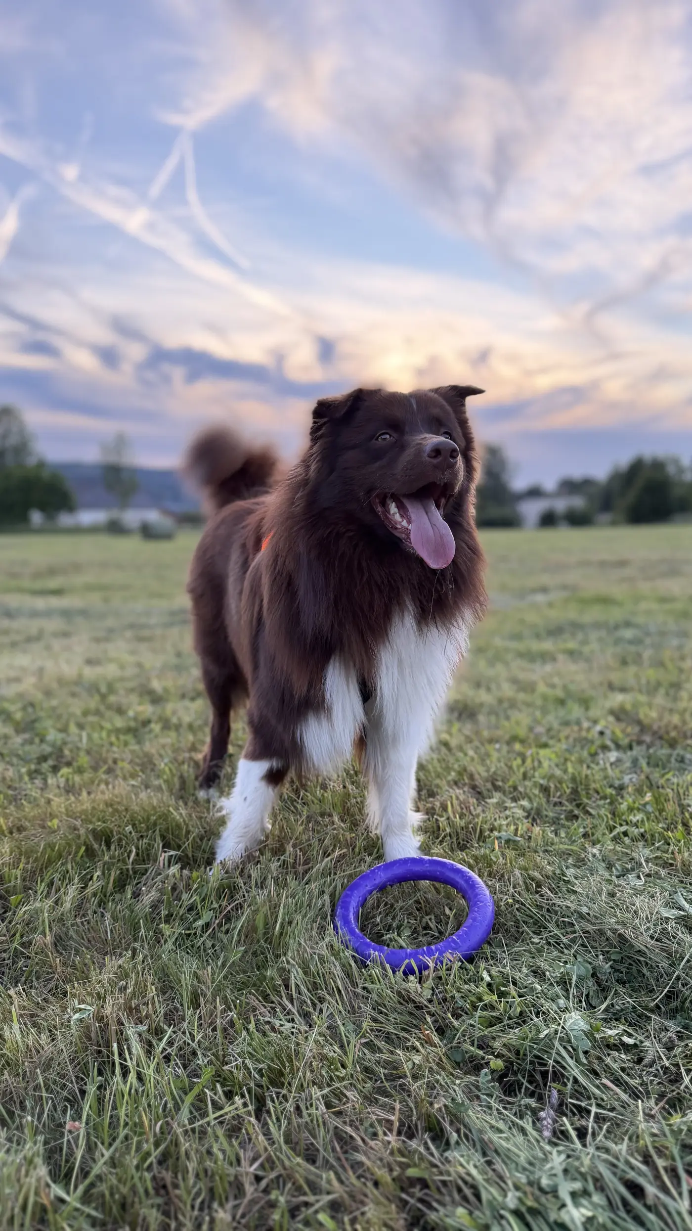 Buddy