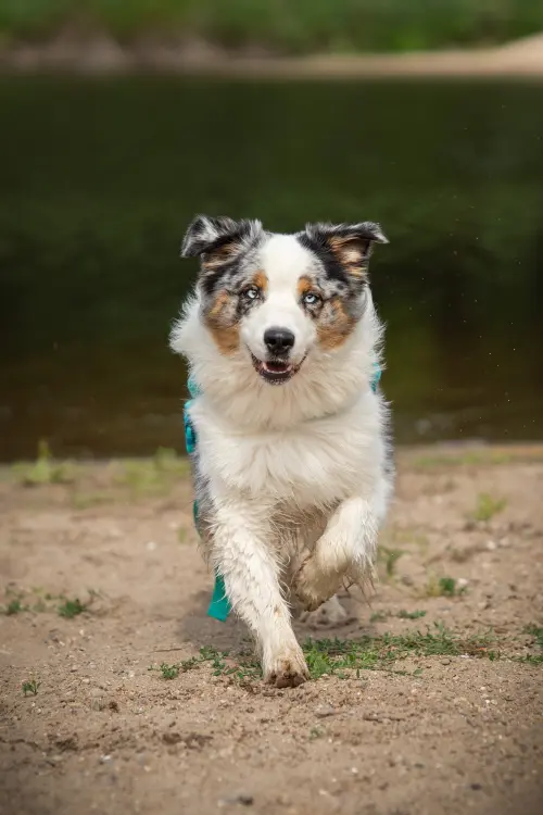 Loki