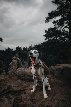 ..
