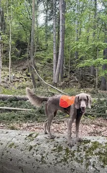 ..