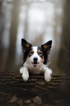 ..