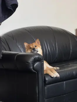 ..