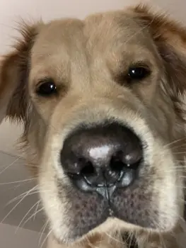 ..