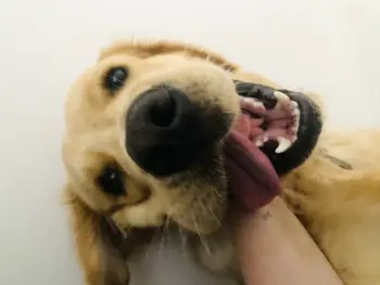 ..