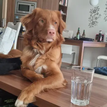 ..
