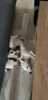 ..