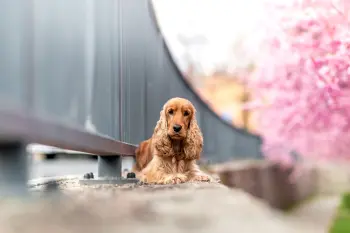 ..