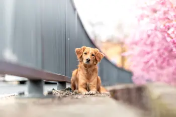 ..